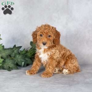 Emma, Miniature Poodle Puppy